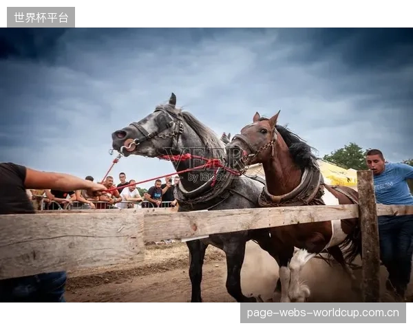 对“零碰杆”的过度追求:安全卡槽是否在某种程度上掩盖了骑手与马匹之间沟通不畅的根本问题? 对“零碰杆”的过度追求:安全卡槽是否在某种程度上掩盖了骑手与马匹之间沟通不畅的根本问题?